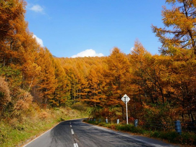 高峰高原紅葉