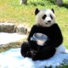 和歌山南紀白浜でパンダに会える