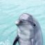 水族館・遊園地チケット格安