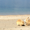 大久野島