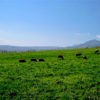 蒜山エリア