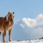 青森県民割、寒立馬